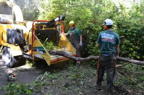 tree services St. Leon